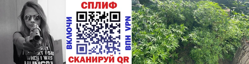 Бошки Шишки сатива Миллерово
